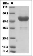 FZD6 protein SDS-PAGE