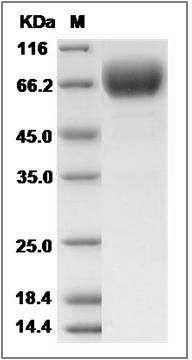 Human LFA-3 / CD58 Protein (Fc Tag) SDS-PAGE