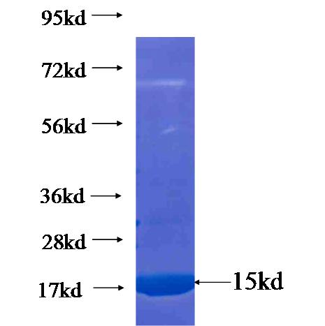 Recombinant human P15RS SDS-PAGE