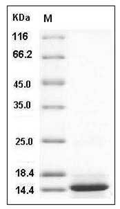 Cynomolgus CXCL13 / BCA-1 / BLC Protein (His Tag) SDS-PAGE