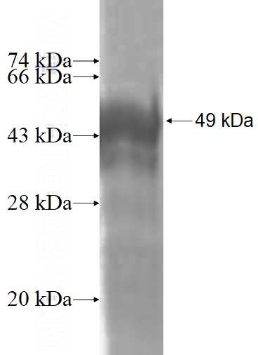 Recombinant Human PMF1 SDS-PAGE