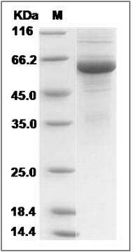 Human LMAN2L Protein (Fc Tag) SDS-PAGE