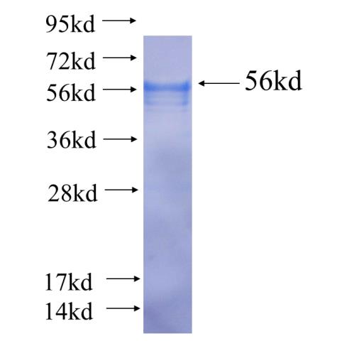 Recombinant human MZF1 SDS-PAGE