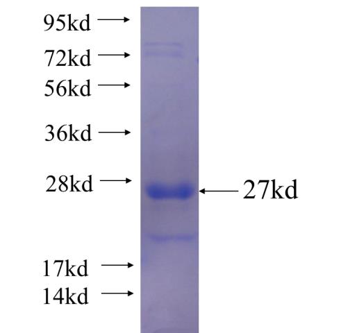 Recombinant human BSPRY SDS-PAGE