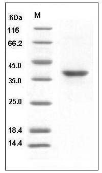 Mouse TNFRSF17 / BCMA Protein (Fc Tag) SDS-PAGE