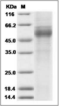 Mouse COLEC10 Protein (Fc Tag) SDS-PAGE