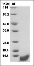COL6A3 protein SDS-PAGE