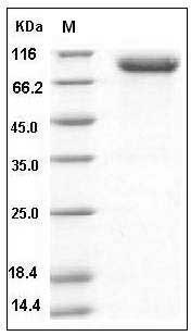 Mouse PLAUR / CD87 / uPAR Protein (His & Fc Tag) SDS-PAGE
