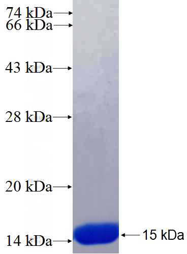 Recombinant Human EML2 SDS-PAGE