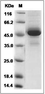 Rat IL-1RA / IL1RN Protein (Fc Tag) SDS-PAGE