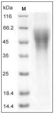 Cynomolgus CD200RLa Protein (His Tag) SDS-PAGE