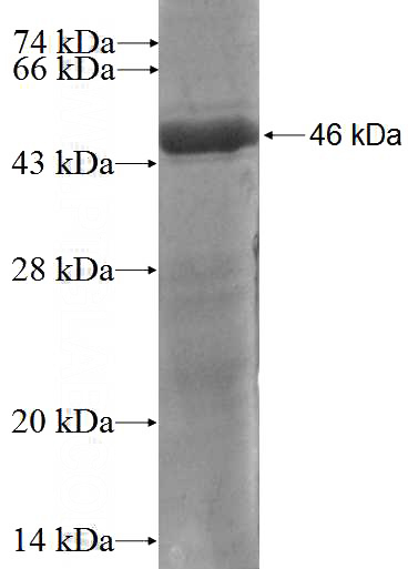 Recombinant Human RBM8A,Y14 SDS-PAGE
