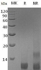 Human IGF2/PP1446 recombinant protein
