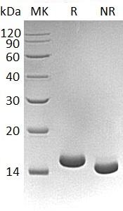 Mouse Mif (His tag) recombinant protein