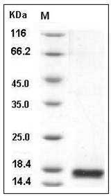 Mouse PLA2G2E Protein (His Tag) SDS-PAGE