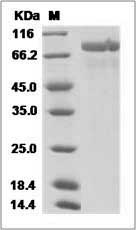 Rhesus EGFR / HER1 / ErbB1 Protein (His Tag)