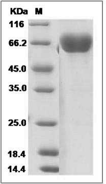 Canine CD2 Protein (Fc Tag) SDS-PAGE