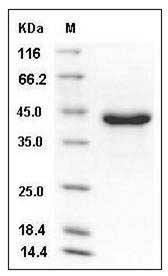 Mouse Osteonectin / SPARC Protein (His Tag) SDS-PAGE