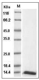 Human FABP6 / I-BABP Protein SDS-PAGE