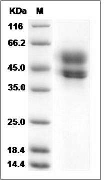 Cynomolgus CD3D & CD3E Heterodimer Protein SDS-PAGE