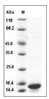 Enterohemorrhagic E. coli (EHEC) STX2B / Syntaxin 2 Protein (His Tag) SDS-PAGE