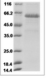 Mouse TMED1 Protein 14498