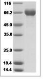 H3N2 HA recombinant protein (C-His)