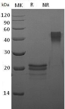 Mouse Vegfa/Vegf recombinant protein