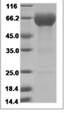 Cynomolgus VISTA/GI24/B7-H5 Protein 15469