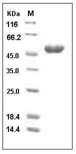 Human TRAIL R1 / CD261 / TNFRSF10A Protein (His & Fc Tag) SDS-PAGE