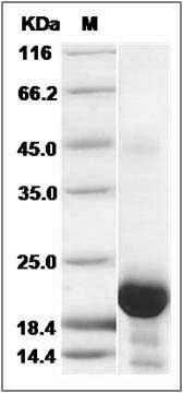 Cynomolgus / Rhesus IL6 / Interleukin-6 Protein SDS-PAGE