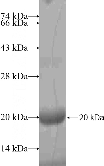 Recombinant Human FAM92A1 SDS-PAGE