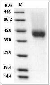 Cynomolgus CD16 / FCGR3 Protein (His & AVI Tag) SDS-PAGE
