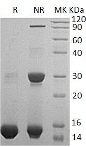 Human TXN/TRDX/TRX/TRX1 (His tag) recombinant protein
