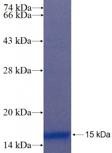 Recombinant Human TCEB1 SDS-PAGE