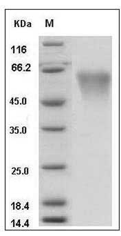 Mouse CD55 / DAF Protein (His Tag) SDS-PAGE