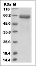 Rhesus FCN1 / FCNA Protein (Fc Tag)