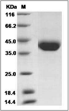 Cynomolgus CD38 Protein (His Tag) SDS-PAGE