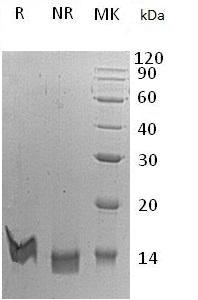 Human CXCL14/MIP2G/NJAC/SCYB14 recombinant protein