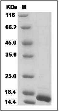 Canine aFGF / FGF1 Protein SDS-PAGE