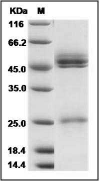 Mouse IL-23 (IL23A & IL12B Heterodimer) Protein SDS-PAGE