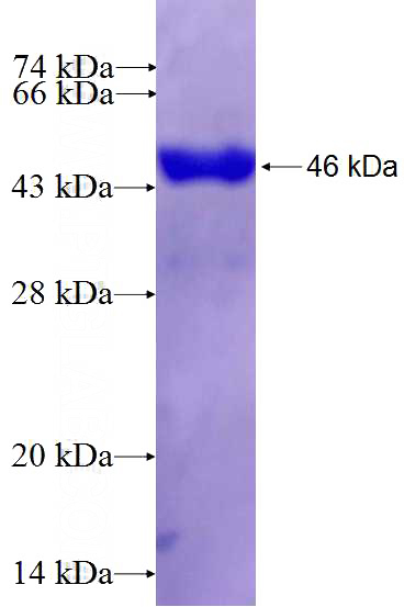 Recombinant Human TRIM8 SDS-PAGE