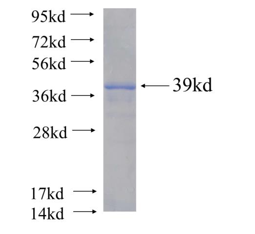 Recombinant human MIOX(Full length) SDS-PAGE