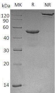 Human CD99/MIC2/MIC2X/MIC2Y (Fc tag) recombinant protein