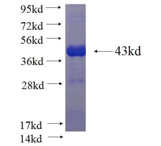 Recombinant human FPR2 SDS-PAGE