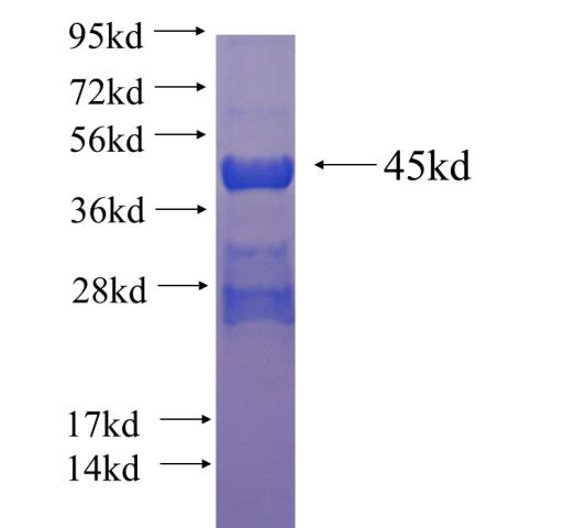 Recombinant human GBX2 SDS-PAGE