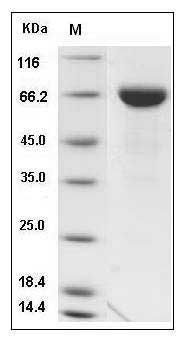 Mouse TROP2 / TACSTD2 Protein (Fc Tag) SDS-PAGE