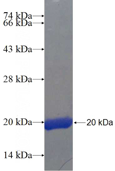 Recombinant Human HTR2A SDS-PAGE