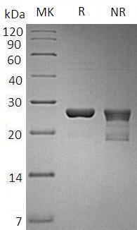 Human PSMD10 recombinant protein