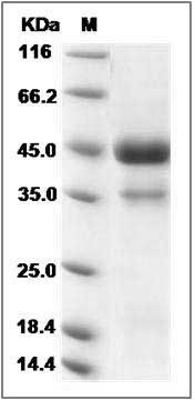 Rat VEGFC / VEGF-C Protein (aa 108-223, Fc Tag) SDS-PAGE
